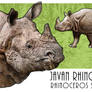 Javan Rhinoceros