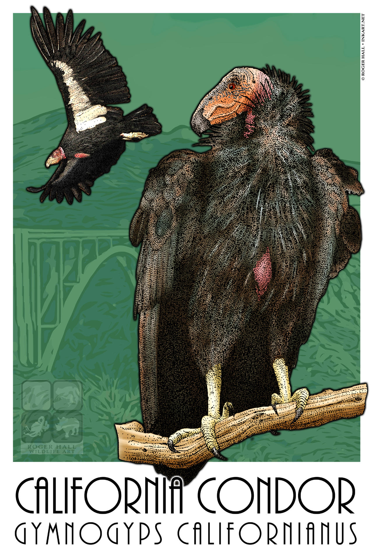 California Condor Animation California Condor by rogerdhall on DeviantArt