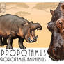 Hippopotamus