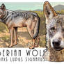 Iberian Wolf