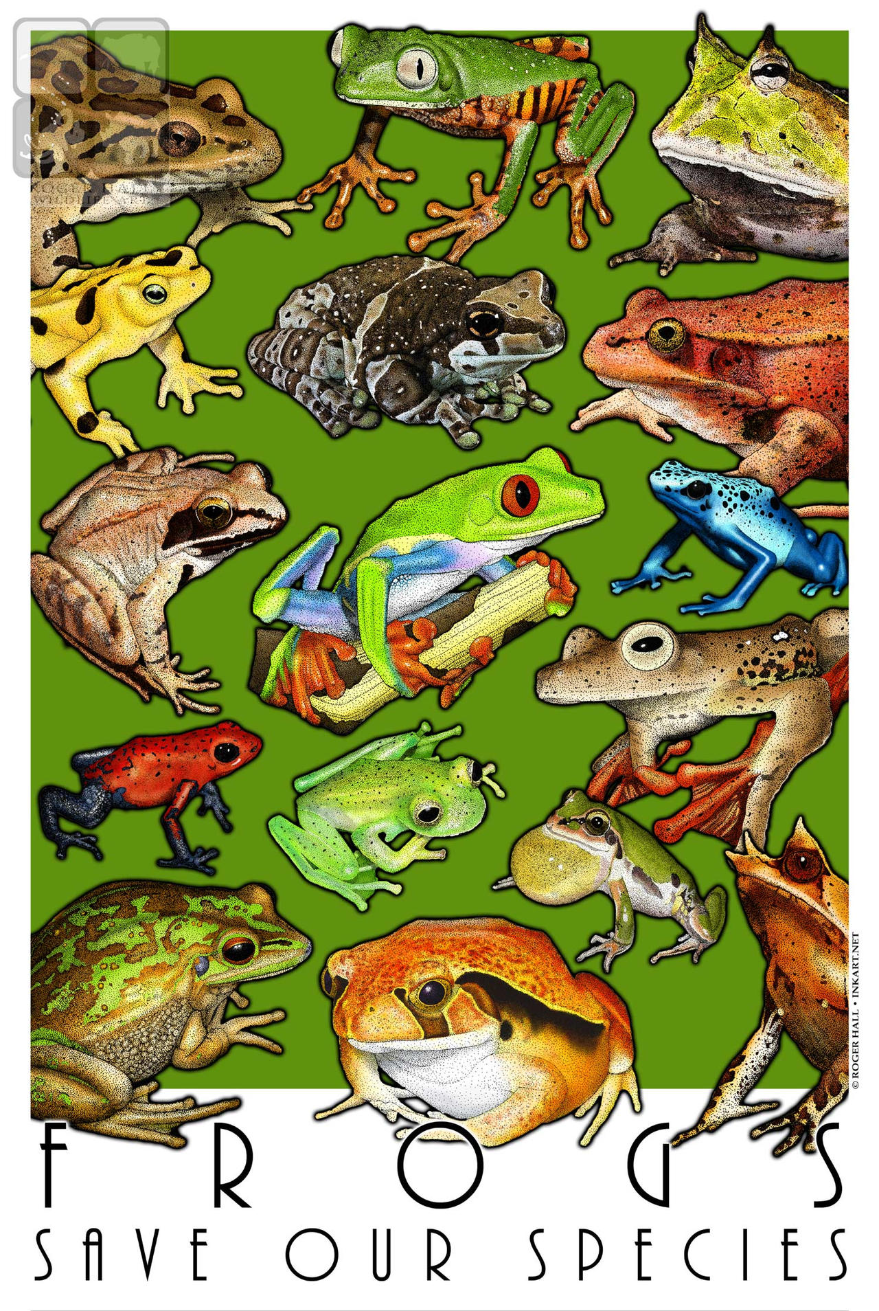 Frogs - Save Our Species by rogerdhall on DeviantArt Frogs - Save Our Species by rogerdhall on DeviantArt