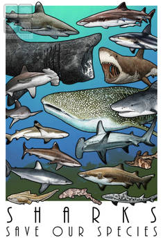 Sharks - Save Our Species
