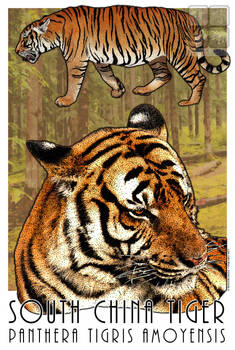 South China Tiger