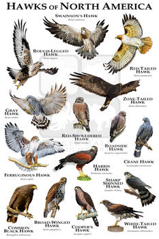 Hawks Of North America