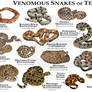 Venomous Snakes Texas