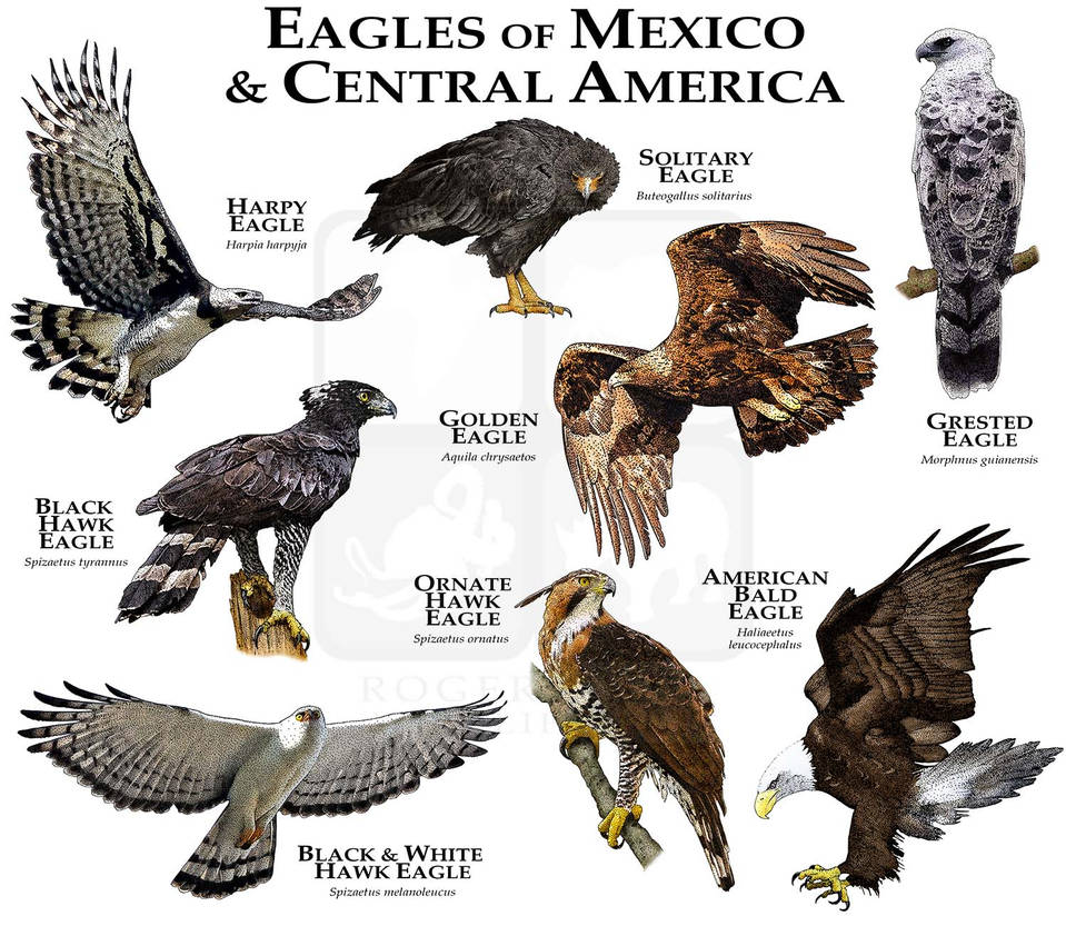 Eagles of Mexico and Central America by rogerdhall on DeviantArt