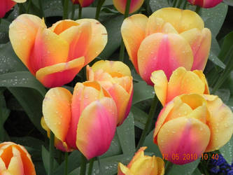 Tulips at Keukenhof.