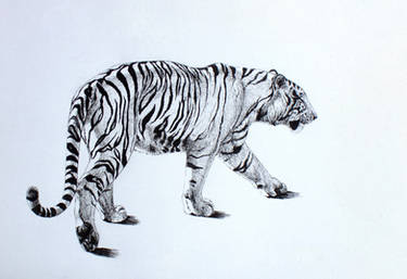 White tiger