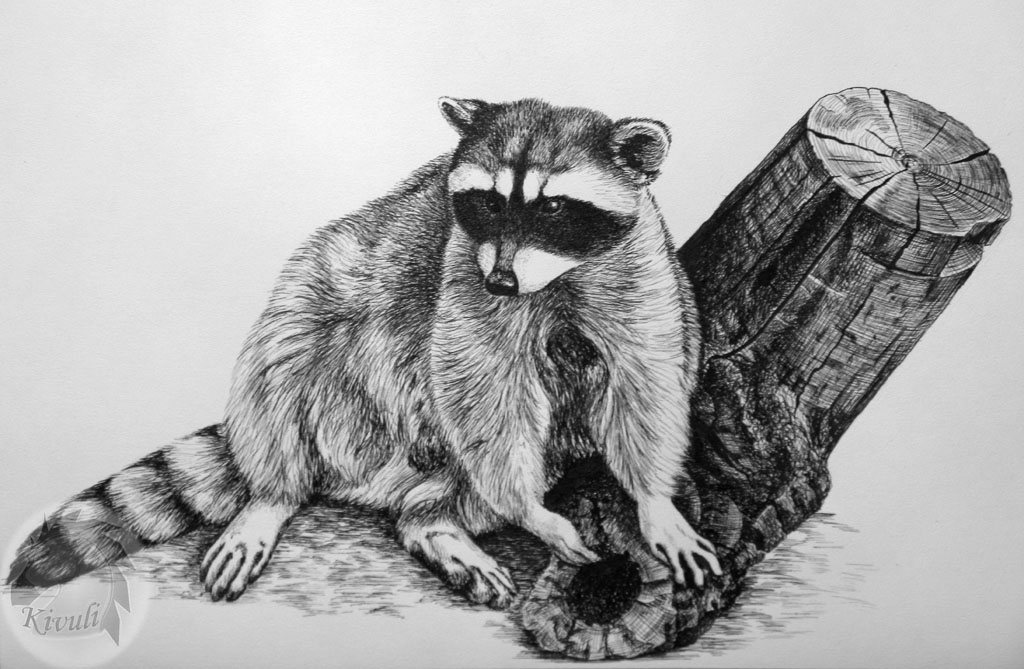 Raccoon