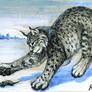 Aceo hunting lynx