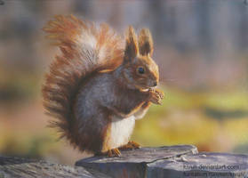 Squirrel painting