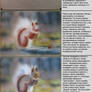 Squirrel, steps of work