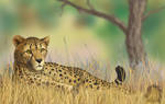 Lying cheetah by Kivuli