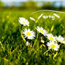 SPRING II