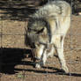 Colorado Wolf and Wildlife Center_40