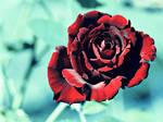 Violets are Red. by ShadyBlues