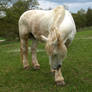 Horse Stock 04