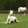 Horse Stock 05