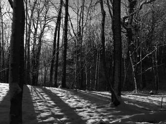 Winter shadows