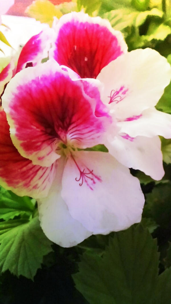 series of Geranium 5 by FlowerOfTheForest on DeviantArt