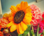 ... sun kissed ... by FlowerOfTheForest