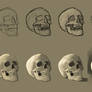 Study of a Skull: Walkthrough