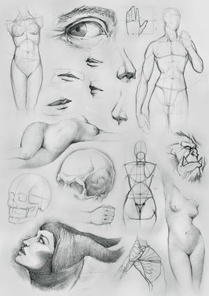 Anatomy Sketches and Other