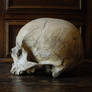II. Skull Stock | Side View