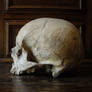 II. Skull Stock | Side View