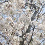 Cherry Blossom 02