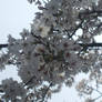 Cherry Blossom 04