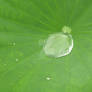 Puddle on a Leaf