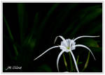A lily in my front garden by eskimoblueboy