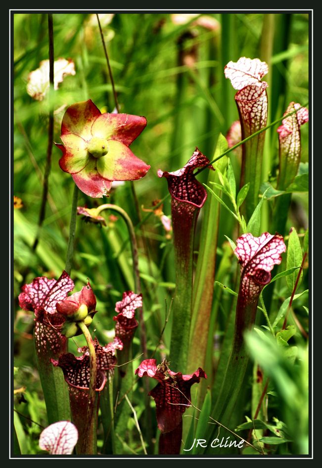 Pitcher plants