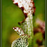 Pitcher Plant