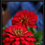 Red Marigold