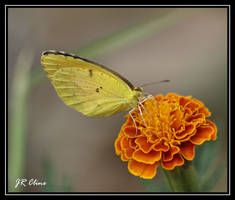 Butterfly and marigold