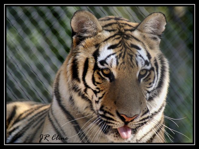 Tiger Rescue Center XV