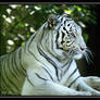 White Tiger