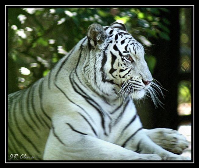 White Tiger