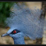 Blue-crowned pigeon