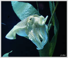 Cuttlefish