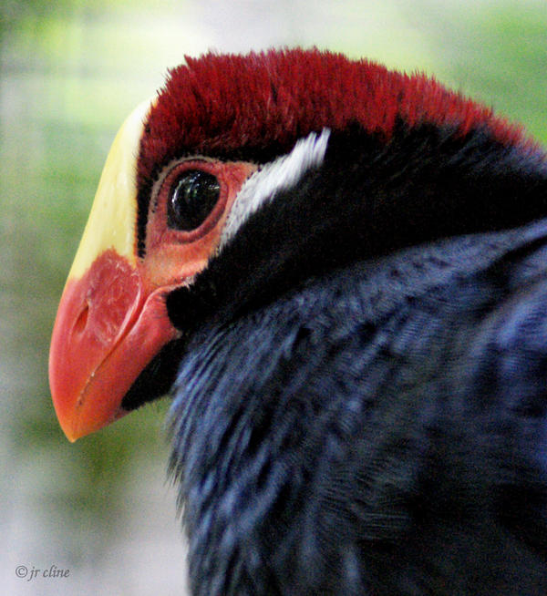 Violet Turaco