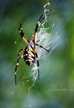 Argiope aurantia