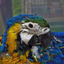 Baby macaw