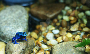 Little Blue Frog