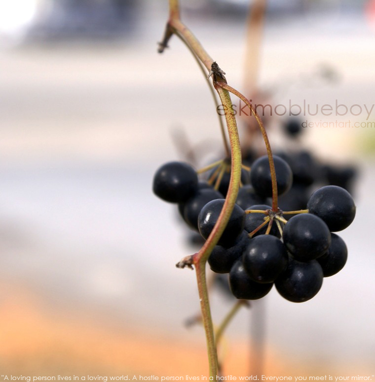 Berries II