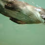 River Otter II