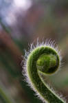 Horsetail Fern by eskimoblueboy