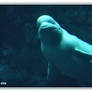 Beluga Whale II